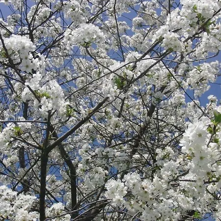 Particolari Del Brenta Oriago Di Mira
